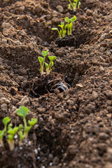 Planting ranunculus flowers. Flower bed with presprouted Ranunculus corms or Persian buttercup seedlings.
