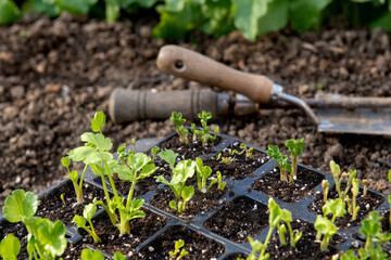 Flower bed with garden planting tools and seedling tray full of young sprouting Ranunculus plants,...