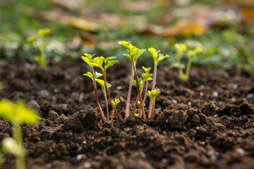 Planting ranunculus flowers. Flower bed with presprouted Ranunculus corms or Persian buttercup seedlings.
