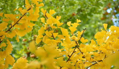 Gingko biloba fall foliage with golden colored leaves on branches. Autumn nature background with yellow and green colors 