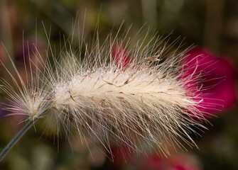 Close-up of a dried grass flower with dew drops