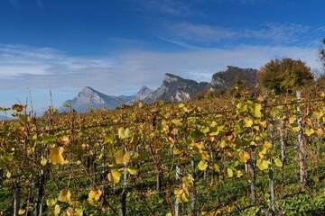 vineyard in autum colours in Maienfeld village with jagged mountains in the background