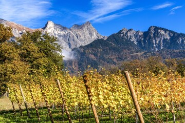 golden autumn grapevines with mountains in the background in the southeastern Swiss Alps