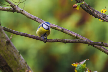 Modraszka zwyczajna inaczej sikora modra, sikora modraszka (Cyanistes caeruleus) na gałęzi drzewa...