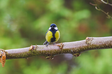 Bogatka lub sikora bogatka (Parus major) gatunek małego, częściowo wędrownego ptaka wróblowego z rodziny sikor (Paridae) © Henryk Niestrój