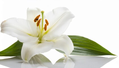 Obraz premium Lily white on white background isolated. Beautiful flower.