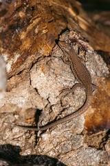 Mediterranean Wall Lizard Resting on a Tree Trunk