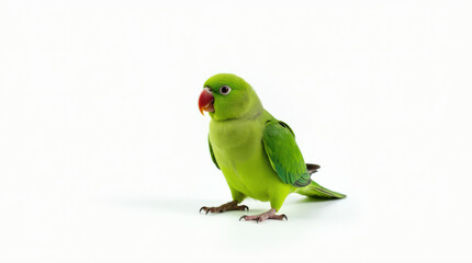 Vibrant Green Parrot Portrait Isolated on White Background - Stunning Pet Bird Photography for Nature Lovers