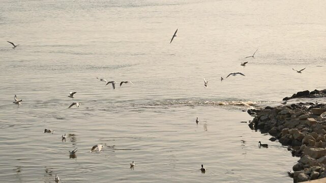 Flock of seagulls at sewage outfall on Danube river, 4K