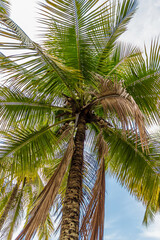 Fototapeta premium Palmera en la Isla de Paquetá - Rio de Janeiro, Brasil