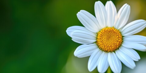 Fototapeta premium Fresh white daisy flower in natural green environment