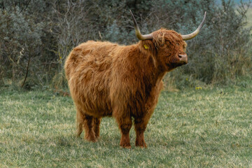 Portait of a highlander cow, in the National Park Lentevreugd in Wassenaar, The Netherlands.