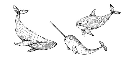 Vector killer whale, orca. Hand painted Big whale. Graphic narwhal with a long horn, clip art isolated on background. Underwater illustration. For designers, invitations, decoration, postcards © Natalia