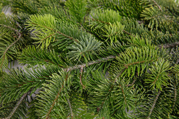 Fir tree branch closeup, Christmas background. Natural fresh spruce needles.