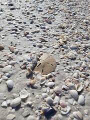 Sand dollars on the beach