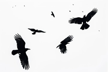 flock of crows or pigeons black outline silhouettes of a group of birds on a white background flying...