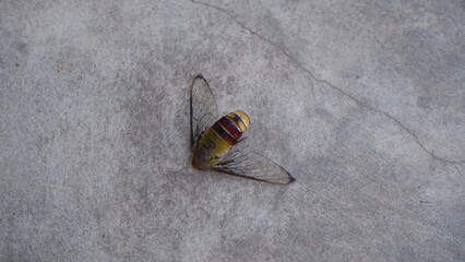A big dead bee on the ground