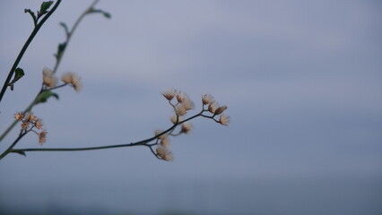 A branch of pretty white drying grass flower and cloud sky behind
