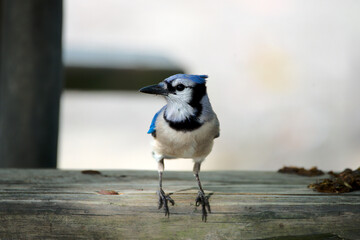 Blauhäher