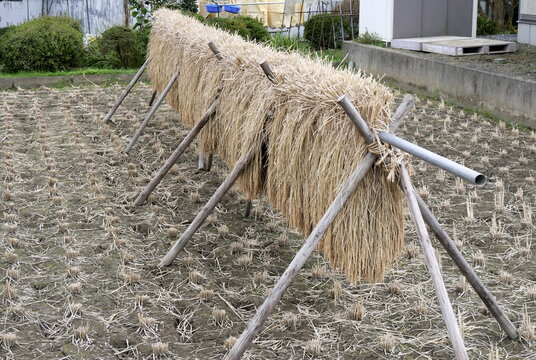 rice plants drying on rack in a field in Japan, after the harvest. Asian agriculture technique. Farm landscape in autumn
