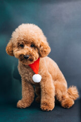 Close-up small ginger poodle dog in a Santa cap on a green-blue background. Pet's portrait. Christmas greetings card, front view