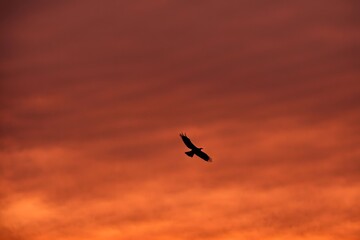 Fototapeta premium Silhouette of a hawk diving down against a sunset sky, Ai Generated