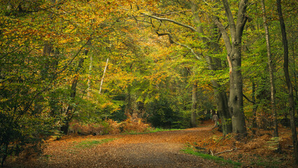 autumn in the forest