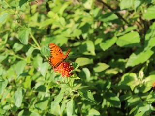 butterfly in garden