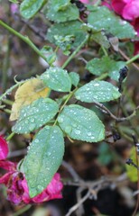 Dew Drops