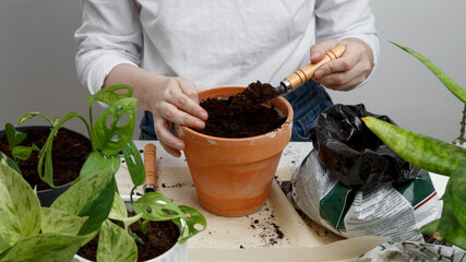Taking care of home plants. Woman gardeners transplanting plant in pot. Concept of home garden