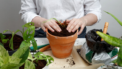 Woman gardeners transplanting plant in pot. Concept of home garden. Taking care of home plants