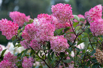Hydrangea paniculata Vanille Fraise on a stem