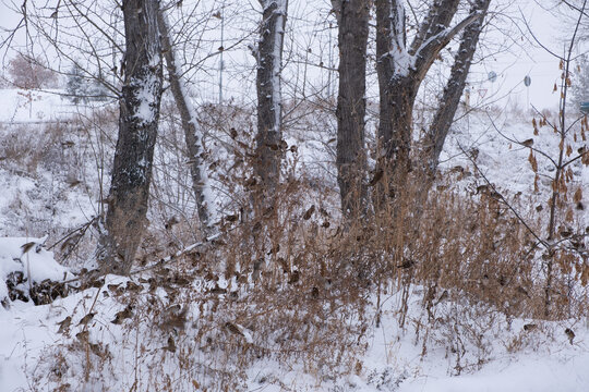 Winter landscape with snow covered trees and flock of sparrows in bushes.