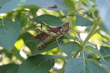 grasshopper on a leaf