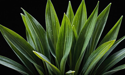 Obraz premium Green leaves of a plant against a black background