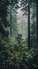 Obraz premium A tranquil redwood forest shrouded in mist during the early morning light in a serene natural setting