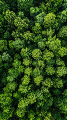 Photo Lush Green Forest Canopy Aerial View