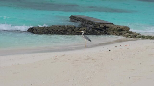 A heron on the ocean shore watches fish out of the weather. There is a strong wind blowing, waves of turquoise sea water. A bird is fishing. White sand on the beach. It is raining lightly. Island