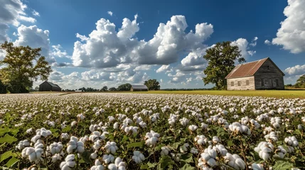 Fototapete A serene rural countryside landscape showcasing blooming cotton fields under a bright sky with fluffy clouds during the day © vadosloginov