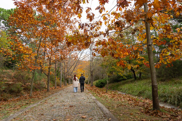 Autumn Colorful in the Ataturk Arboretum Photo, Sariyer Istanbul, Turkiye (Turkey)