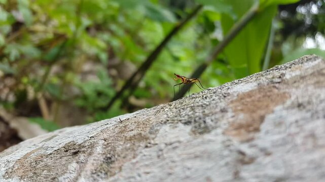 4k view of antennaepes (stilt-legged flies) focused on foreground. Perfect for documentaries on tropical rainforests and World Environment Day on June 5. - Powered by Adobe
