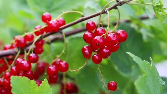 Red berries, a sprig of red currants on a green bush, close-up