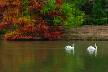 Autumn Colorful in the Ataturk Arboretum Photo, Sariyer Istanbul, Turkiye (Turkey)