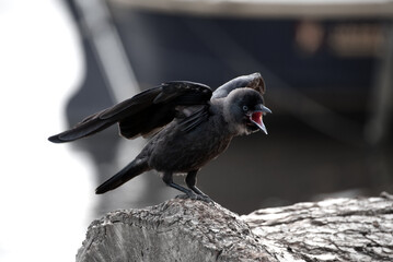 Obraz premium Western jackdaw