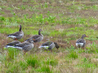 greylag geese a large goose native to the United Kingdom and Europe