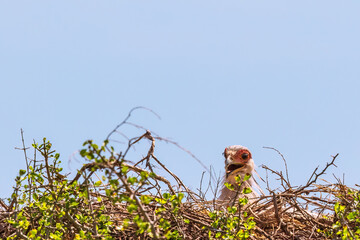Secretary Bird looking up from a nest in a treetop