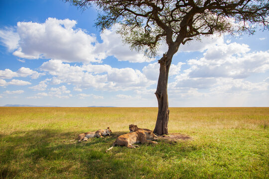 Single tree and resting lions in the shade on the savanna