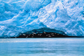 Flock of gulls flying by a glacier with a cave by the sea