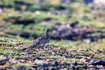 White-tailed ptarmigan female bird walking on a mountain meadow