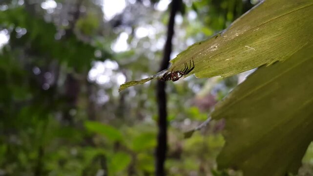 4k view of Elegant Golden Jumper (Chrysilla volupe) resting on a leaf. Perfect for documentaries on tropical rainforests and World Environment Day on June 5. jumping spider, Sidusa. Spider on a leaf